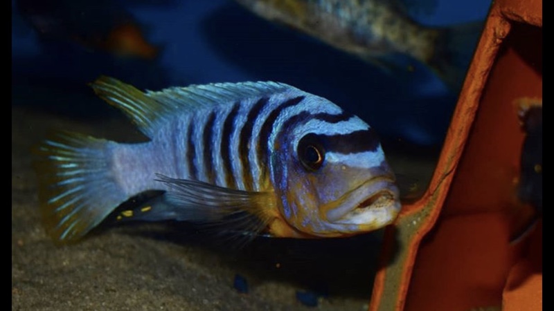 Maylandia fainzilberi 'Ngwasi'